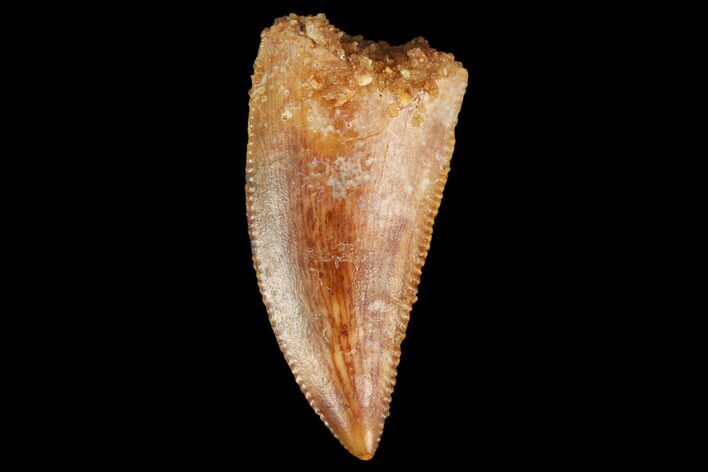 Serrated, Raptor Tooth - Real Dinosaur Tooth #127072